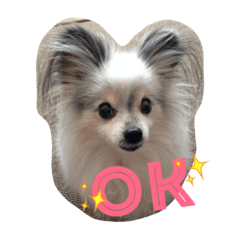 [LINEスタンプ] パピヨンのまろんスタンプ♡