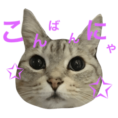 [LINEスタンプ] にゃんこのつくね