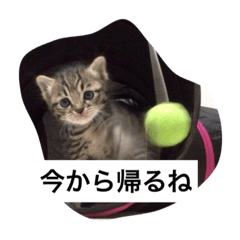 [LINEスタンプ] ロコのニャンコたち