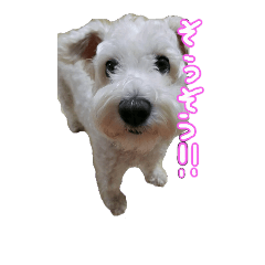 [LINEスタンプ] ポコのスタンプ