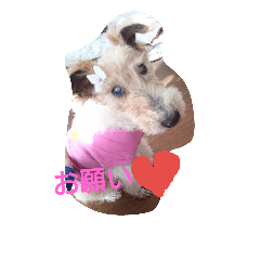 [LINEスタンプ] わんずスタンプ