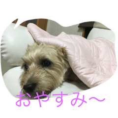 [LINEスタンプ] トトの助け。