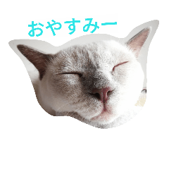 [LINEスタンプ] 猫サンのスタンプ