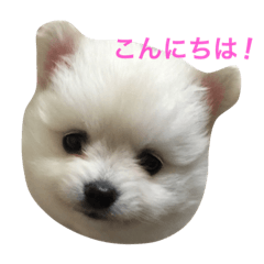 [LINEスタンプ] 愛犬達☆