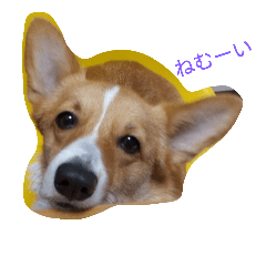 [LINEスタンプ] corgi moff