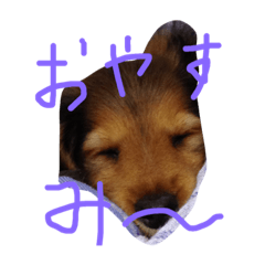 [LINEスタンプ] ダックス ラテ