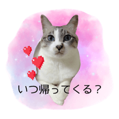 [LINEスタンプ] こてつくんのスタンプ
