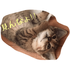 [LINEスタンプ] にゃんこたんず