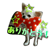 [LINEスタンプ] チワワのみるちゃん