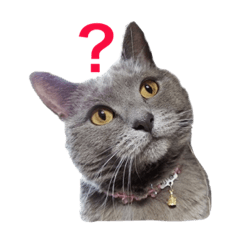 [LINEスタンプ] シャルトリュー 1
