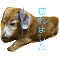 [LINEスタンプ] ダックスフンドちゃん