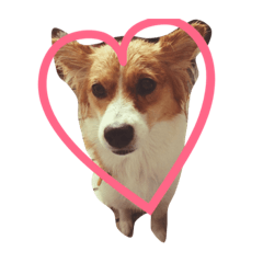 [LINEスタンプ] わんぱく犬あんずちゃん2