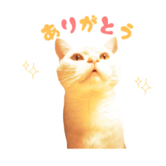 [LINEスタンプ] ねこのみぃみ