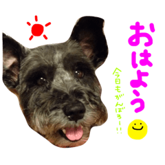 [LINEスタンプ] daily with dog.4
