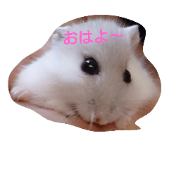 [LINEスタンプ] ハムスターももちゃんスタンプ