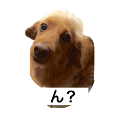 [LINEスタンプ] プックス犬のココちゃん「ココスタ」