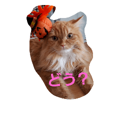 [LINEスタンプ] ましゅまろ スタンプ