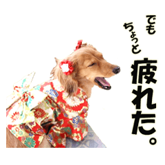 [LINEスタンプ] ダックス犬 写真 ここわん2 でも、、、編