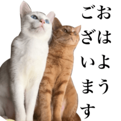 [LINEスタンプ] 可愛すぎる！めんま＆キュゥべぇスタンプ
