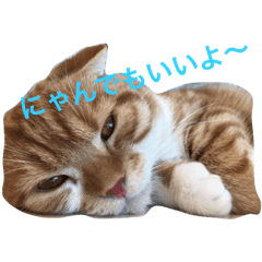 [LINEスタンプ] にゃんにゃんだぁ