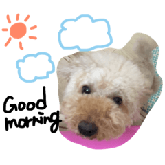 [LINEスタンプ] ぬいぐるみ犬のだいちゃん(トイプードル)