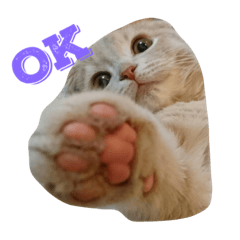 [LINEスタンプ] マンチカンのトラジロウ