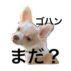 [LINEスタンプ] チワワ#1