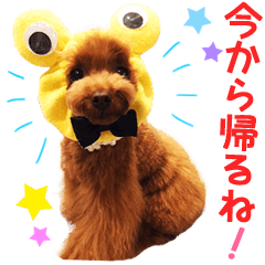 [LINEスタンプ] プードルの気持ち パート1