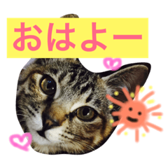 [LINEスタンプ] ねこのモモちゃん