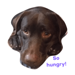 [LINEスタンプ] Nina ＆ Poppy ＆ Scone