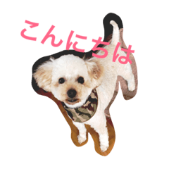 [LINEスタンプ] 我が家の愛犬！もこ＆しゅな