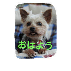[LINEスタンプ] momo  vol.2