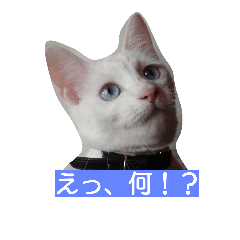 [LINEスタンプ] アオイは白い