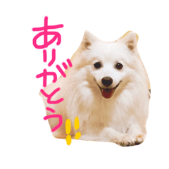 [LINEスタンプ] 日本スピッツの毎日