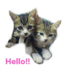 [LINEスタンプ] そーすけ＆べりー