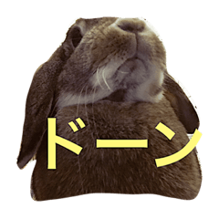 [LINEスタンプ] こんなロアの毎日