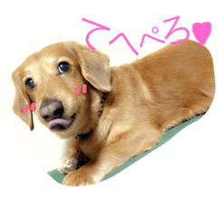 [LINEスタンプ] ちょこさん①