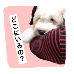 [LINEスタンプ] オールドイングリッシュシープドッグ<日常>