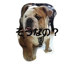 [LINEスタンプ] JIN KUN
