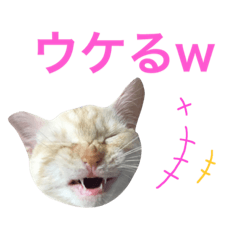 [LINEスタンプ] ペコの日常
