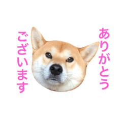 [LINEスタンプ] 柴のつぶやき 2