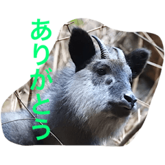 [LINEスタンプ] 日本の生き物