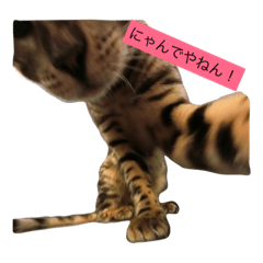 [LINEスタンプ] 猫がつぶやき