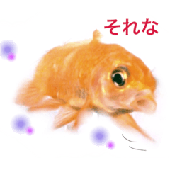 [LINEスタンプ] 金魚のキンたん Part2