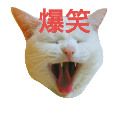 [LINEスタンプ] アメショのみるく 3