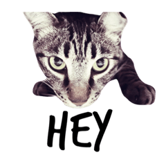 [LINEスタンプ] my cats ！！