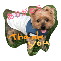[LINEスタンプ] 愛犬ぷっちくんのスタンプです！