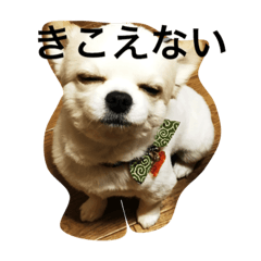 [LINEスタンプ] チワワなビート