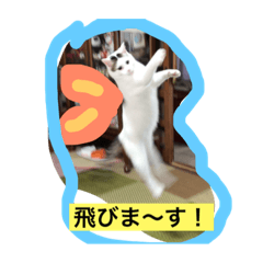 [LINEスタンプ] うちのネコねこちゃん