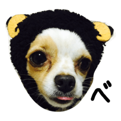 [LINEスタンプ] 生意気チワワ、凛ちゃんだぞ